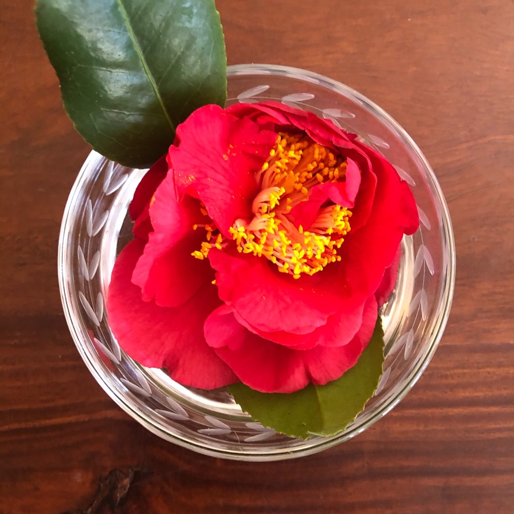 Meet your Posher, Lajla